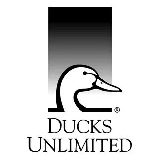 Слово duck