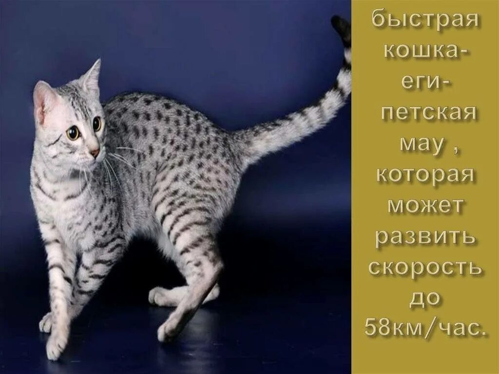 Самый быстрый кот. Быстрая кошка. самые быстрые коты. самый быстрый кот в мире.
