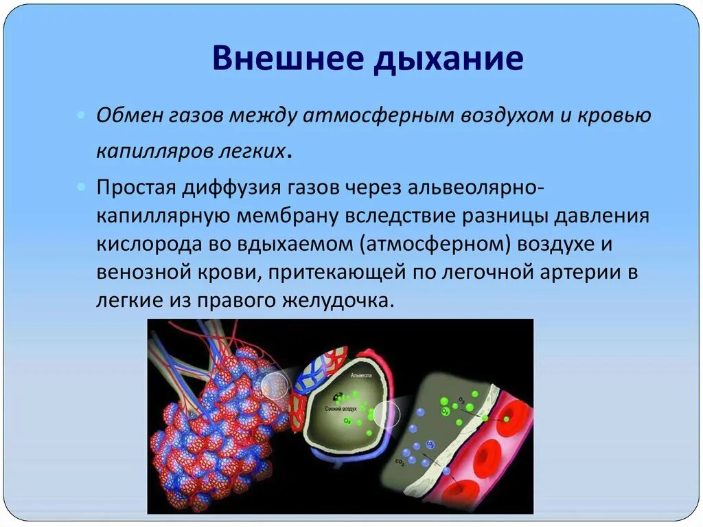 Обмен газов между альвеолярным воздухом и кровью