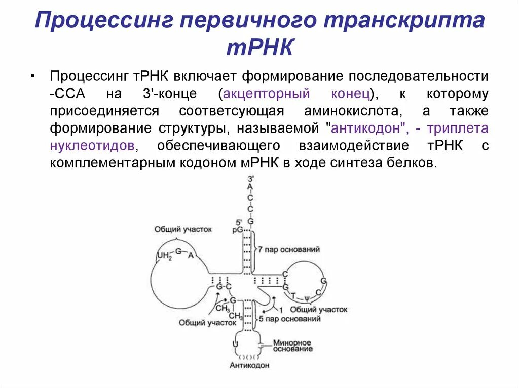 Процесс созревание рнк. Процессинг первичных транскриптов РНК И ТРНК. Процессинг предшественника транспортной РНК. Процессинг пре-МРНК У эукариот. Строение первичного РНК транскрипта.