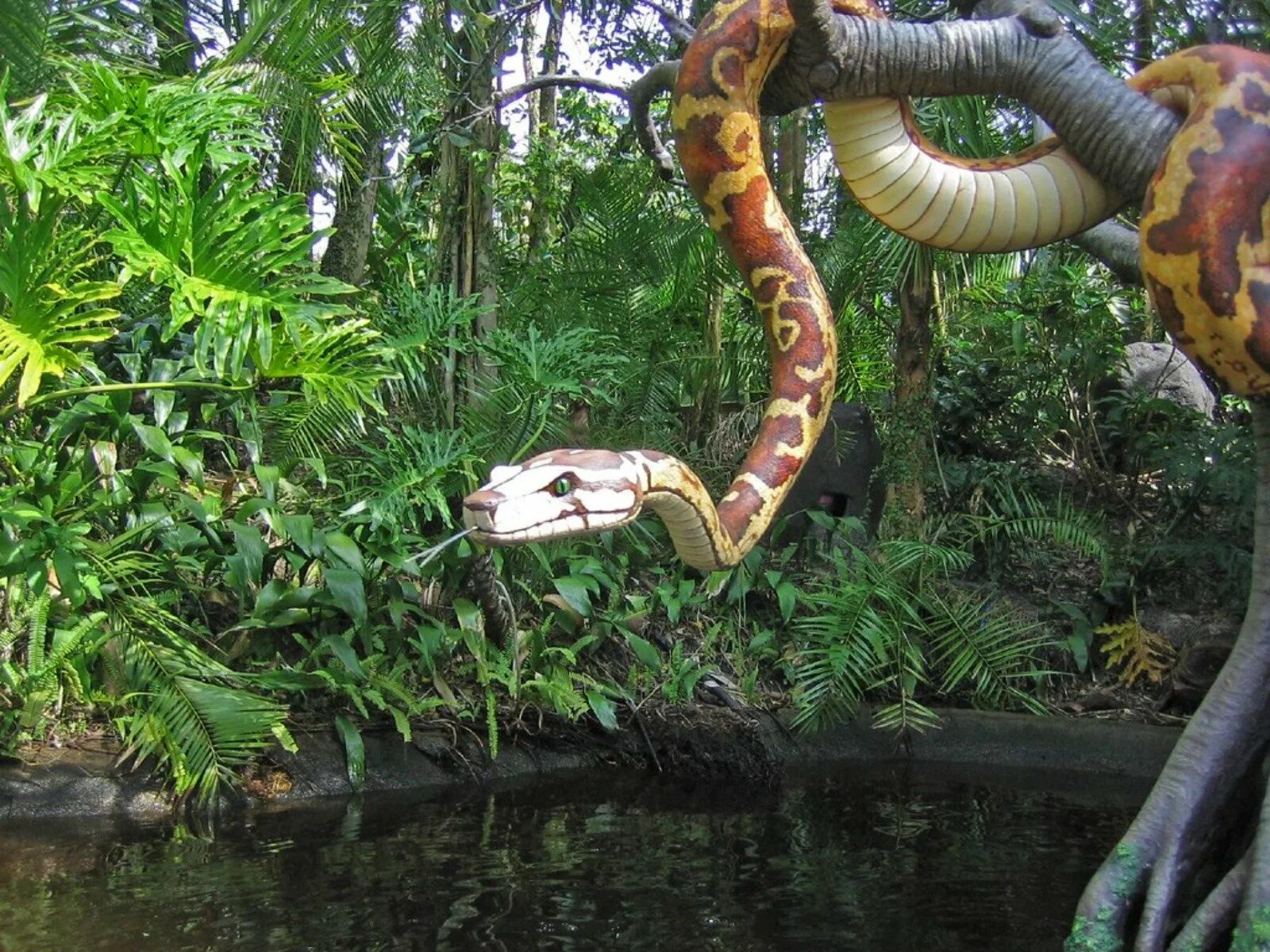 Индийский про змей. Анаконда в джунглях. Анаконда в джунглях амазонки. Национальный парк Морн-Труа-питон.