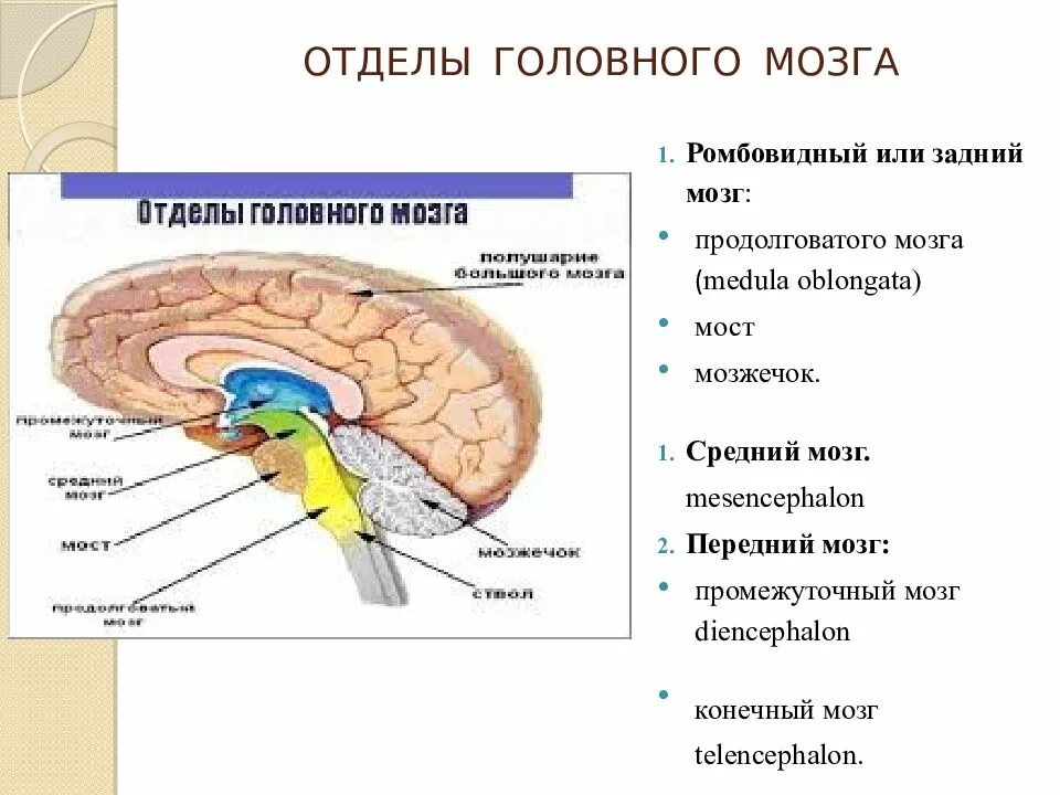 Расположение отделов головного мозга в правильном порядке. Спинной продолговатый и промежуточный мозг. Пять основных отделов головного мозга. Правильная последовательность отделов головного мозга. Правильная последовательность расположения отделов ствола головного мозга