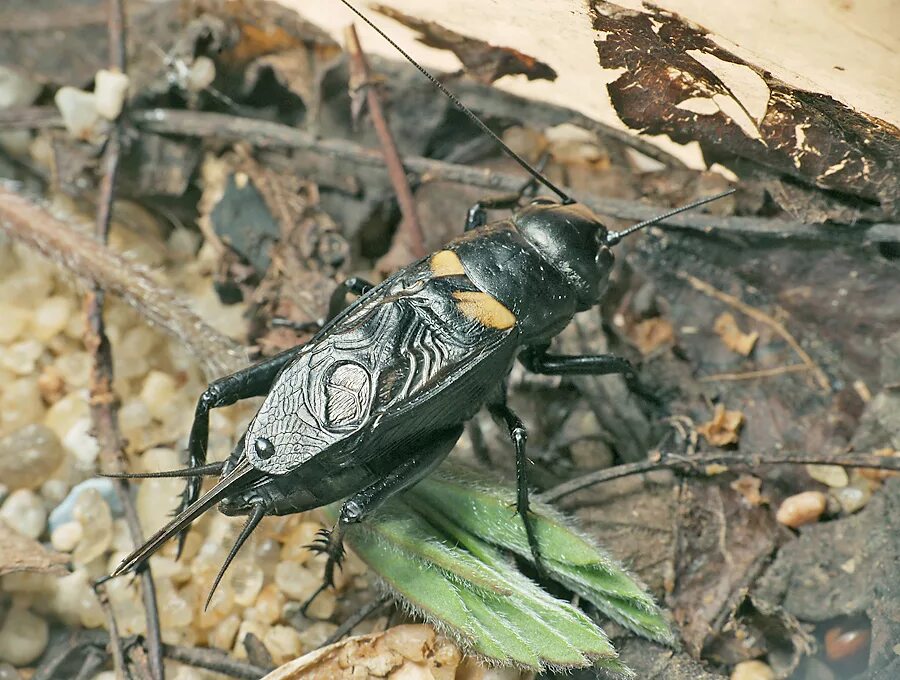 Двупятнистый сверчок. Сверчок бимакулята. Двупятнистый сверчок имаго. Сверчок домовый черный. Двупятнистый сверчок.