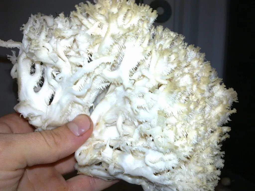 Где купить морской гриб геншин. Грибы коралловые гребешки. Гриб коралловый шитаки. Ежовик гребенчатый сушеный. Королевский гриб коралл.
