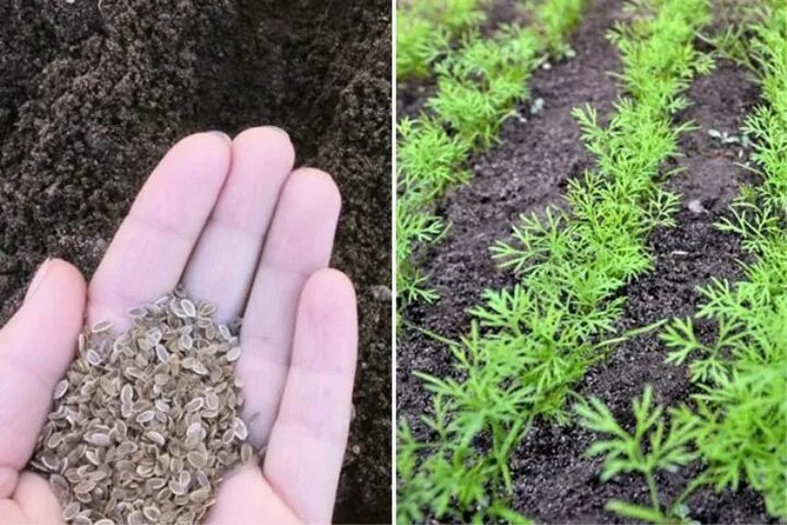 Замачивать ли семена укропа перед посадкой. Всходы укропа. Семена укропа для посадки. Семена укропа посев. Укроп посев семян в грядку,.