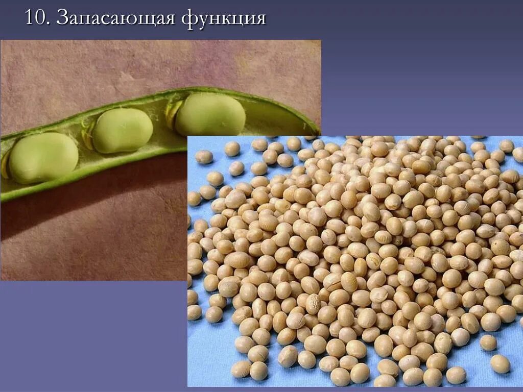 PPT - Колпакова Светлана Владимировна, Учитель биологии МОУ СОШ № 11, г. Белогор