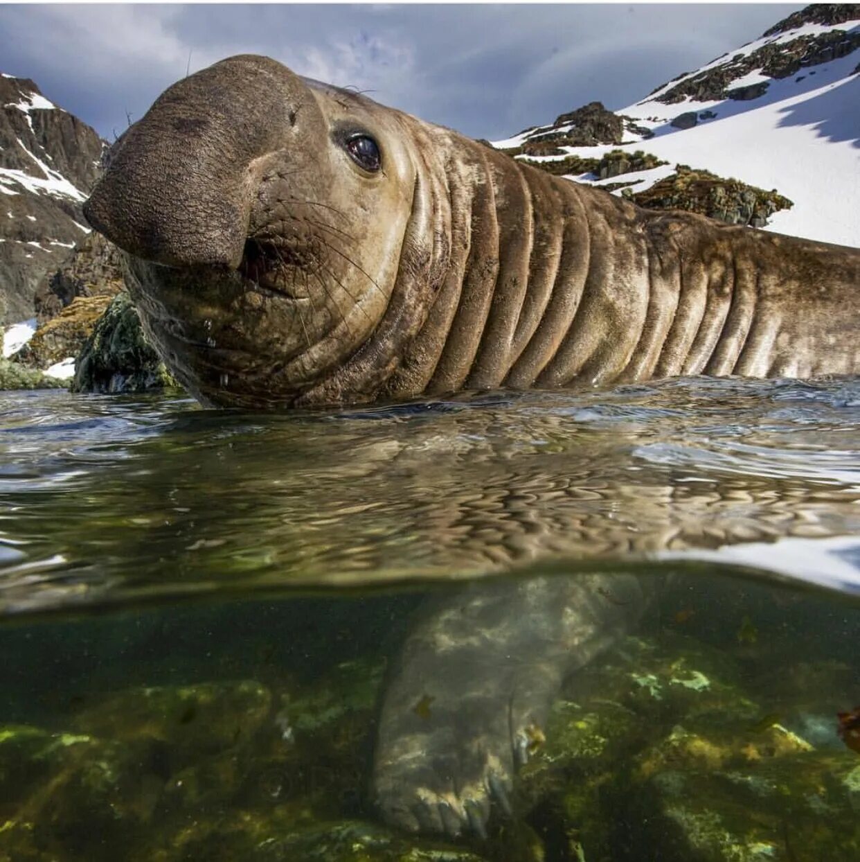 Морской слон. Морские слоны. Северный морской слон. Морской слон фото. Elephant seal