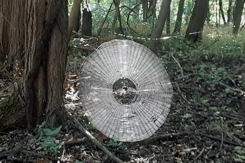 Опутанная паутиной диковинка где менять