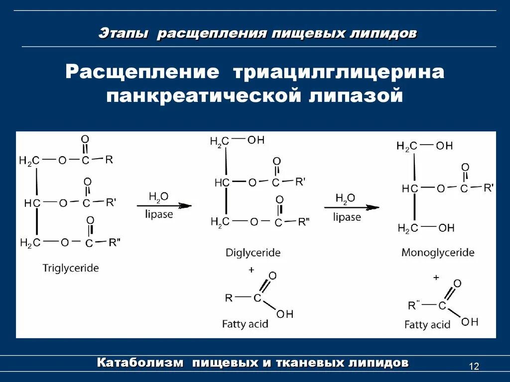 Что расщепляет липаза. Распад триацилглицеринов биохимия реакции. Катаболизм триглицеридов биохимия. Распад триоцилглицерида.. Расщепление триацилглицеридов.