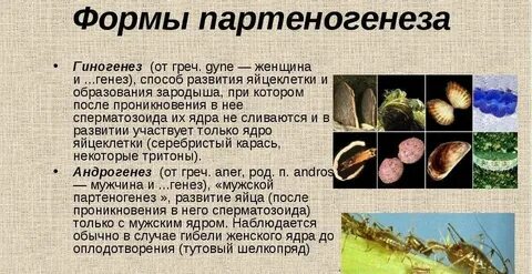 Андрогенез это в биологии