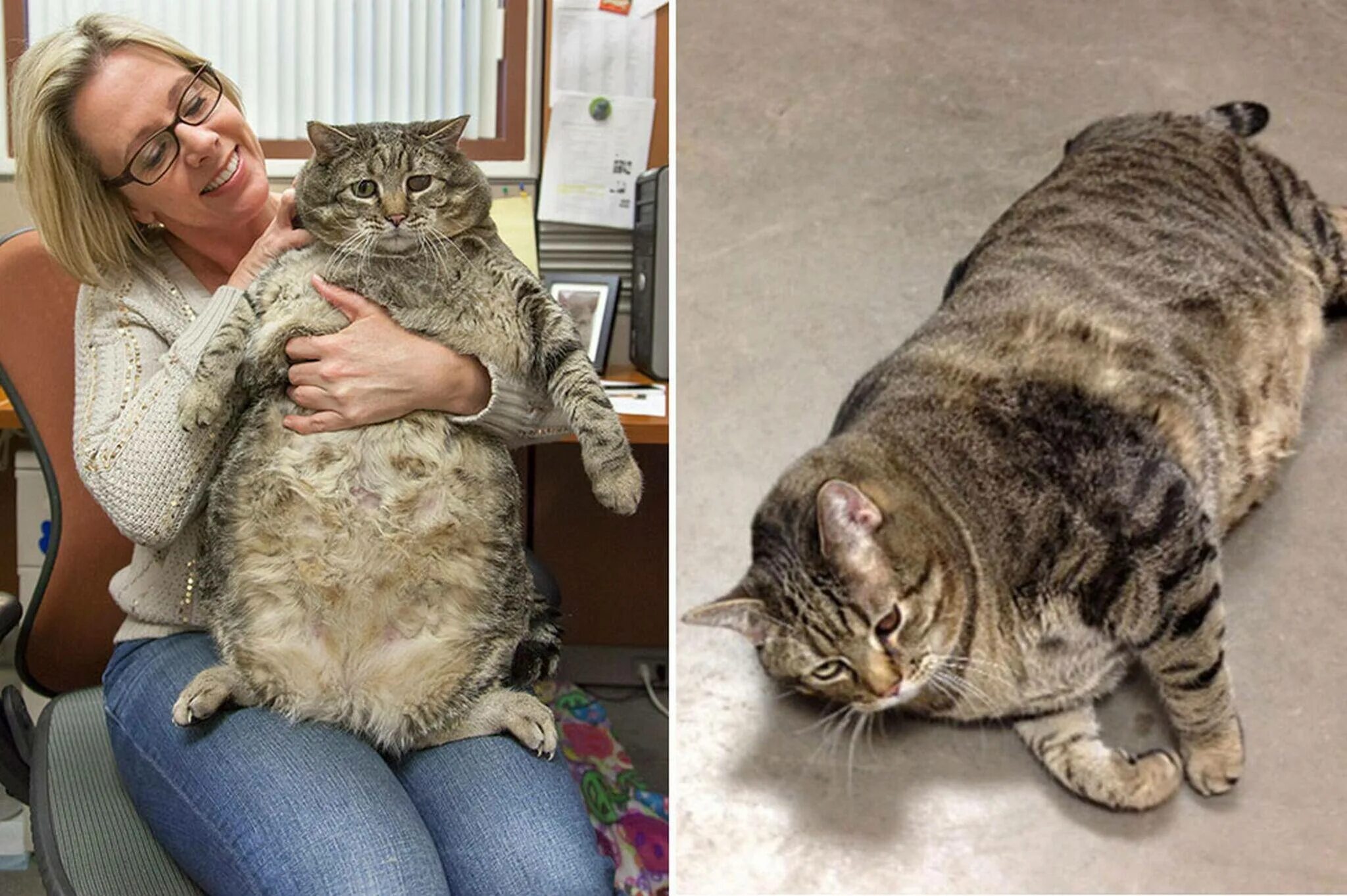Кошка тяжело. Кот химми 21 кг. Австралийский кот химми. Химми кот толстый. Самый толстый кот в мире.