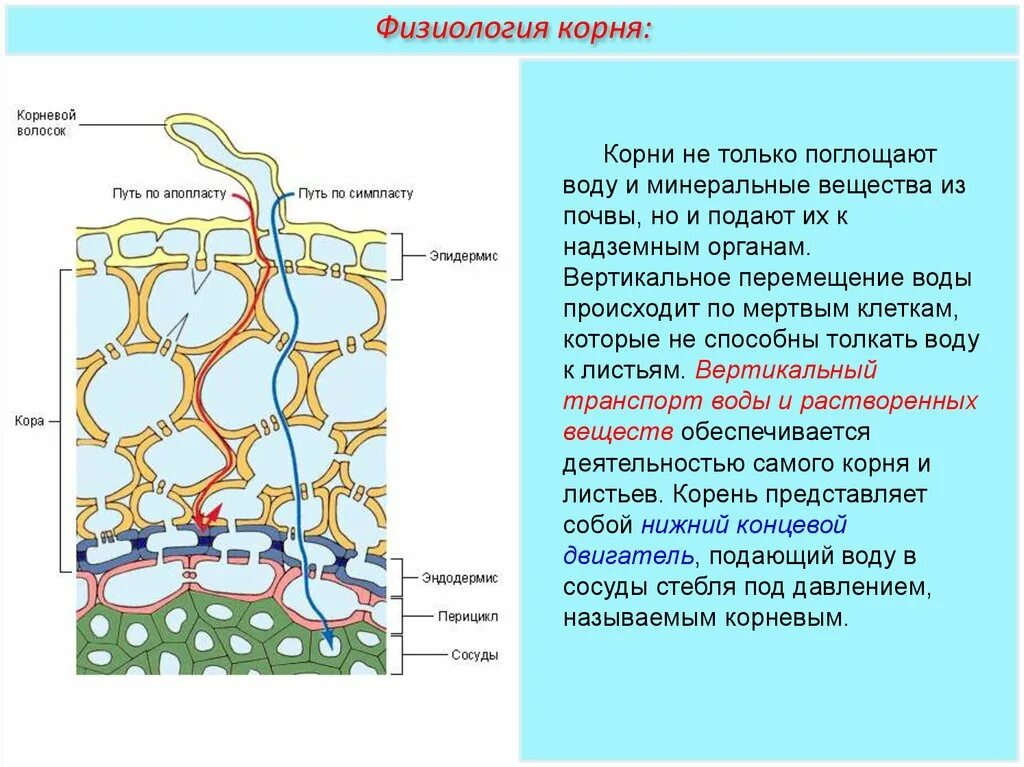 Передвижение воды в корне. Горизонтальный транспорт воды в корень. Горизонтальный транспорт у растений. Физиология корня горизонтальный транспорт воды. Транспорт воды и Минеральных веществ в корнях.