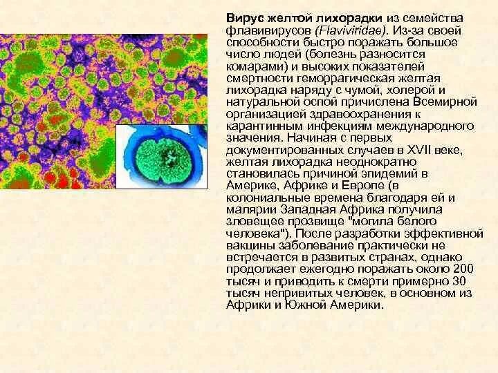 Флавивирусы желтая лихорадка. Экологическая группа арбовирусов. Лихорадка денге этиология. Лихорадка ласса возбудитель. Вирус желтой лихорадки микробиология.