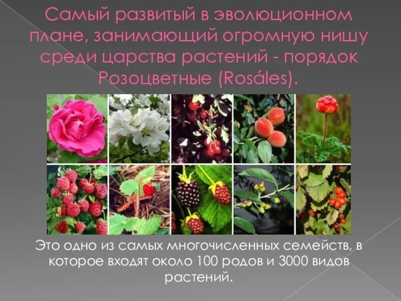 Заполните таблицу растения семейства розоцветные. Заполните таблицу растения семейства розоцветные