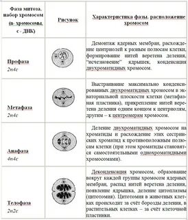 Биология фазы митоза