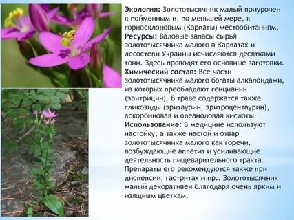 Малый описание