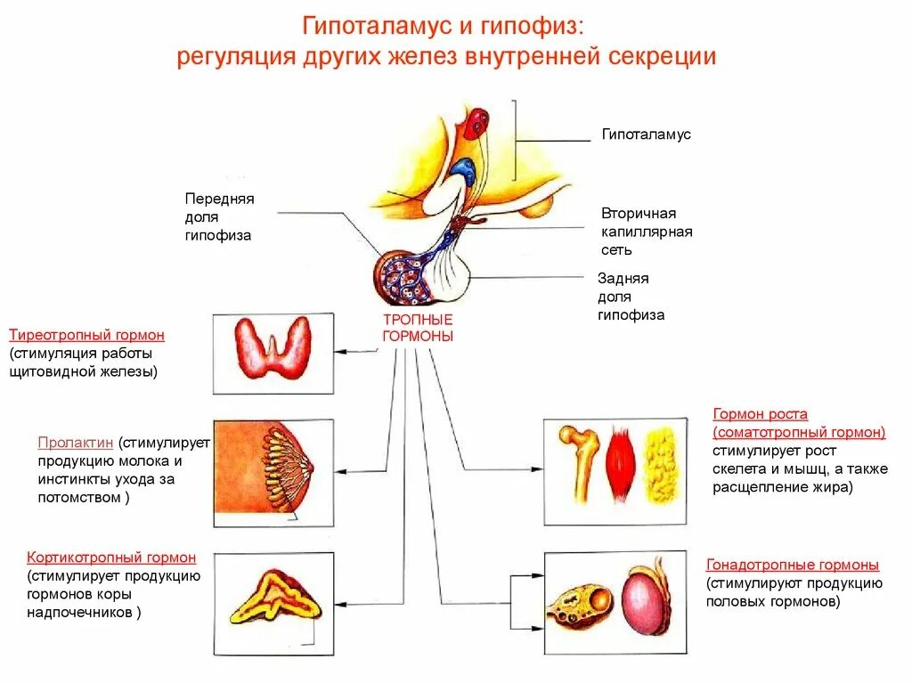 Регуляция желез внутренней секреции гормоны. Ментальная карта железы внутренней секреции. Регуляция всех других желез внутренней секреции осуществляется. Гормоны гипоталамуса и гипофиза.