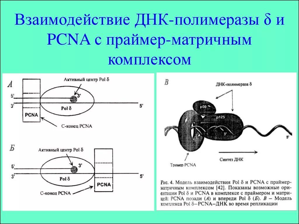 Полимеразы прокариот. ДНК полимераза репликация ДНК. ДНК полимеразы прокариот. Строение ДНК полимеразы. ДНК полимераза структура.