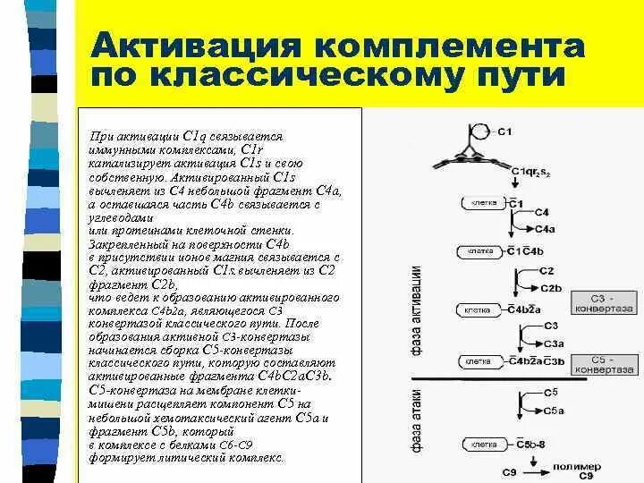 Комплекс комплемента. Активация комплемента по классическому пути иммунология. Активация системы комплемента по классическому пути. Активация системы комплемента микробиология. Конвертаза классического пути активации комплемента.