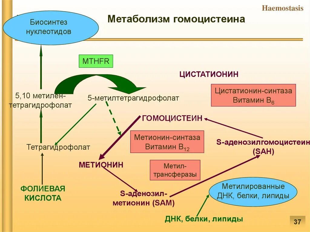 Гемостаз патофизиология. Метаболизм гомоцистеина схема. Патофизиология системы гемостаза. Метаболизм метионина.