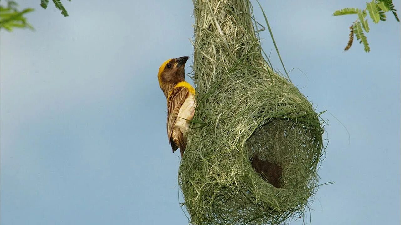 The bird nest