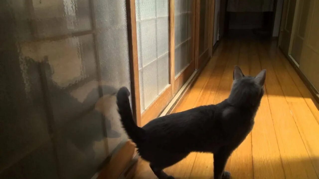 Видео кота открой дверь. Кат ореет открой дверь. Кот за холодильником. Кот скребется в дверь. Видео кота открой дверь.