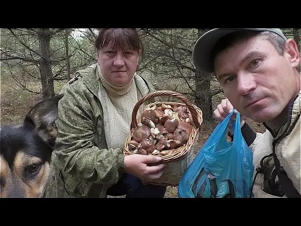 Грибы в светофоре. Поляна на которой грибы. Грибы нормальный мужик последнее видео. Где сейчас собирают грибы. Грибы нормальный мужик последнее видео.