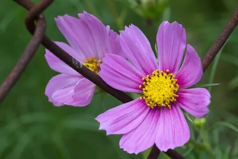 Blume