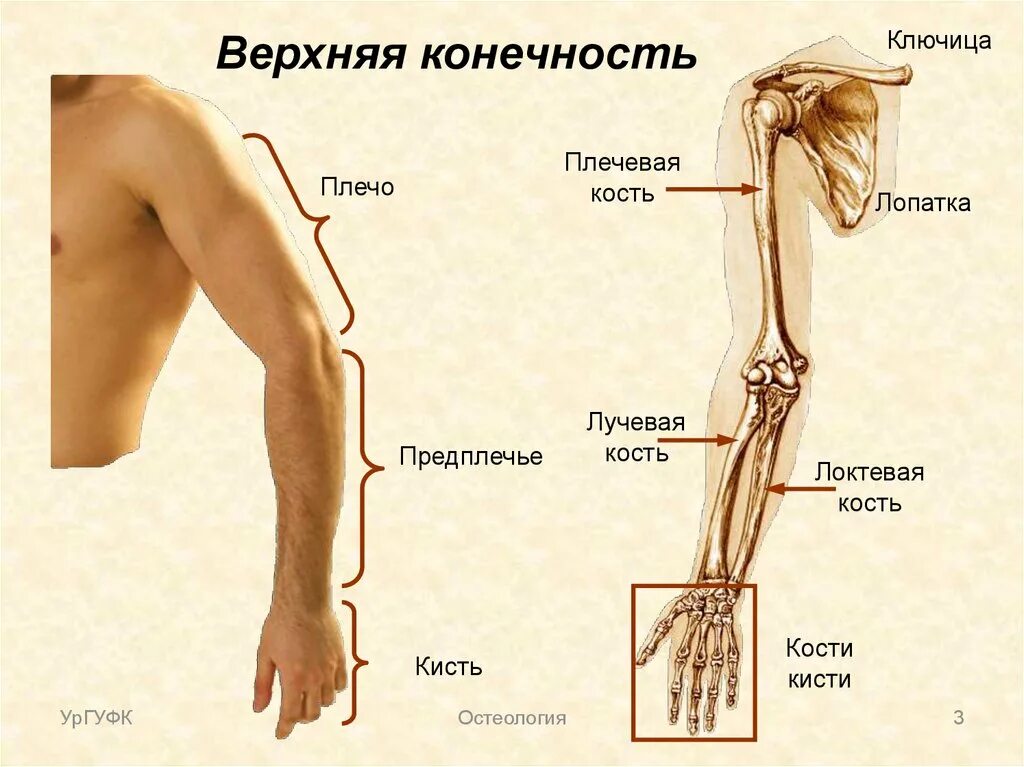 Надплечье. Строение предплечья руки человека кости. Анатомия строения лучевой кости руки. Лучевая кость руки анатомия. Анатомия верхних конечностей плечо предплечье.