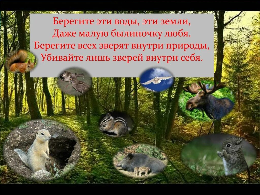 Почему важно защищать животных земли 4. Берегите всех зверей внутри природы. стихотворение про охрану животных. берегите эти земли эти воды. берегите эти земли эти воды даже малую былиночку.