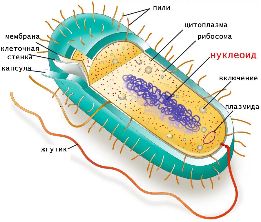 Нуклеоид прокариот