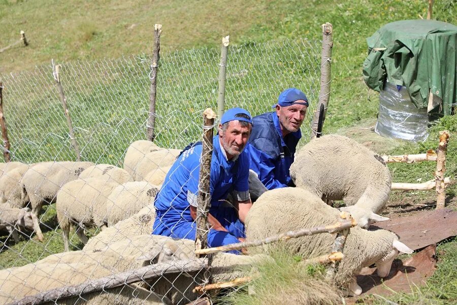 Пастух пасет коров. Bichiko navrozashvili. Пастух чабан. Жизнь чабанская. Работа чабаном.