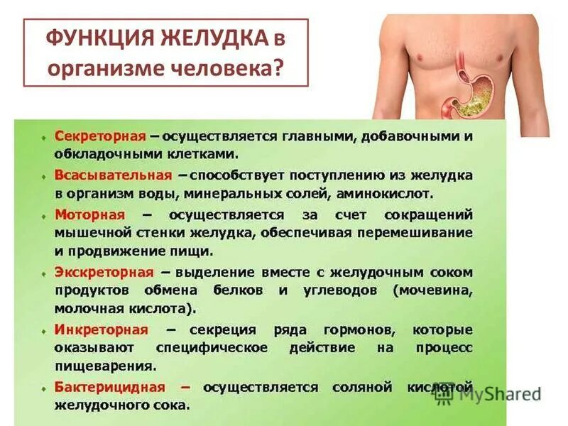Пищеварение строение пищеварительной системы. Функции жкт человека. Функции желудка кишечная тракта. Структурно-функциональная характеристика пищеварительной системы. Функции жкт человека.