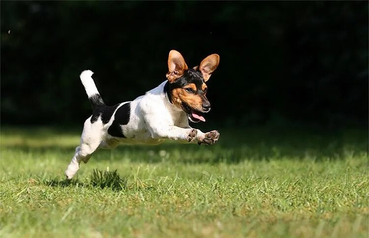 1 is running the dog