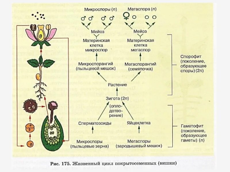 Микроспора покрытосеменных. Цикл развития покрытосеменных растений схема. Схема развития покрытосеменных растений 6. Жизненный цикл покрытосеменных растений схема.