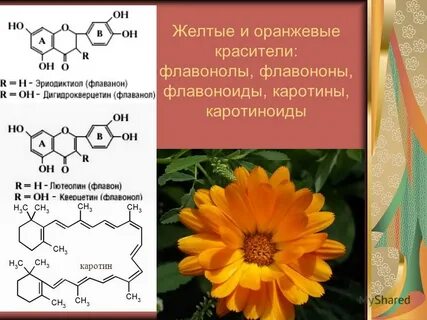 В листьях цветка подсолнечника обнаружены флавоноиды каротиноиды