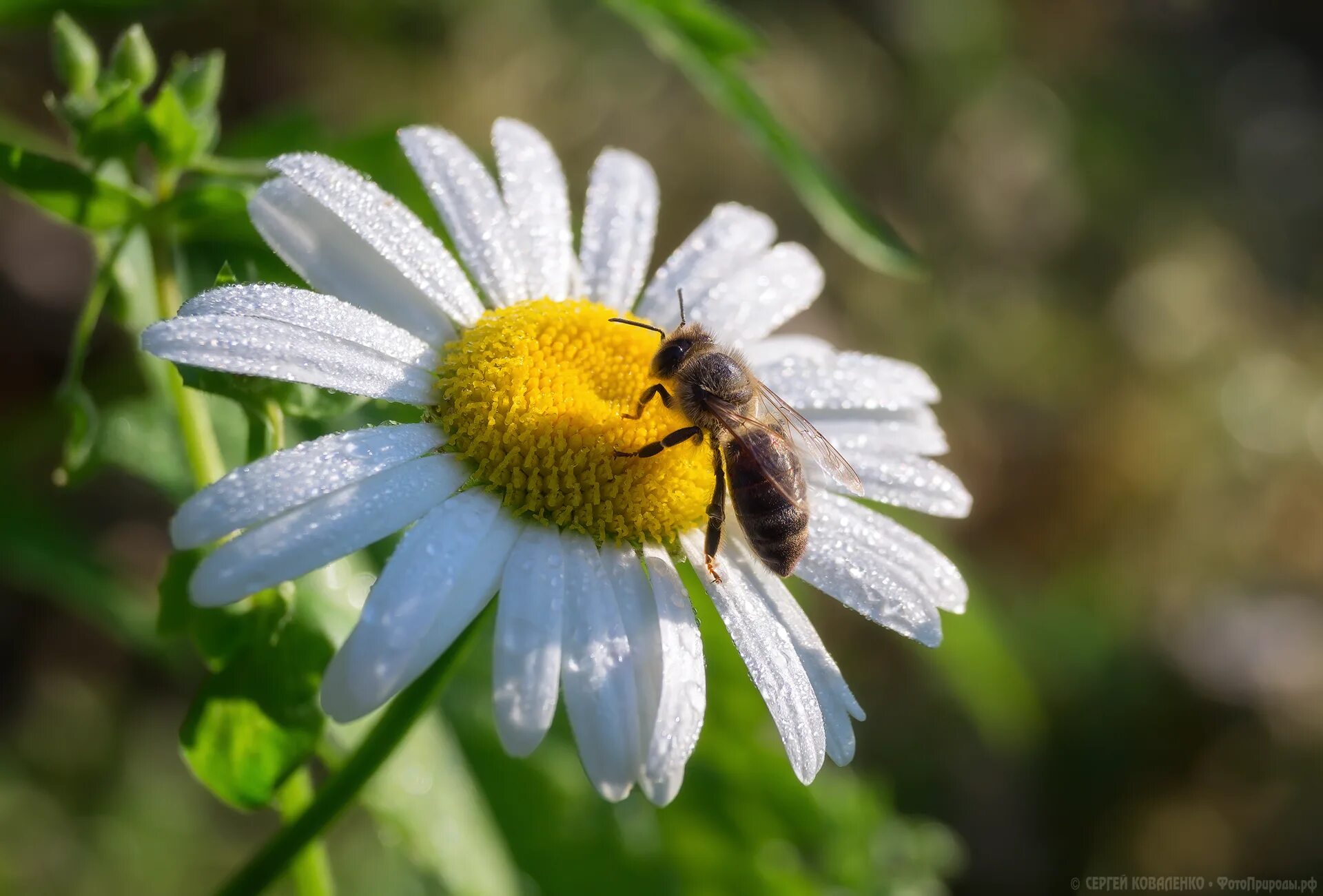Пчелка и цветок ромашка. Ромашка пчела. Ромашка пчела. Пчела на цветке макро. Пчела опыляет ромашку.