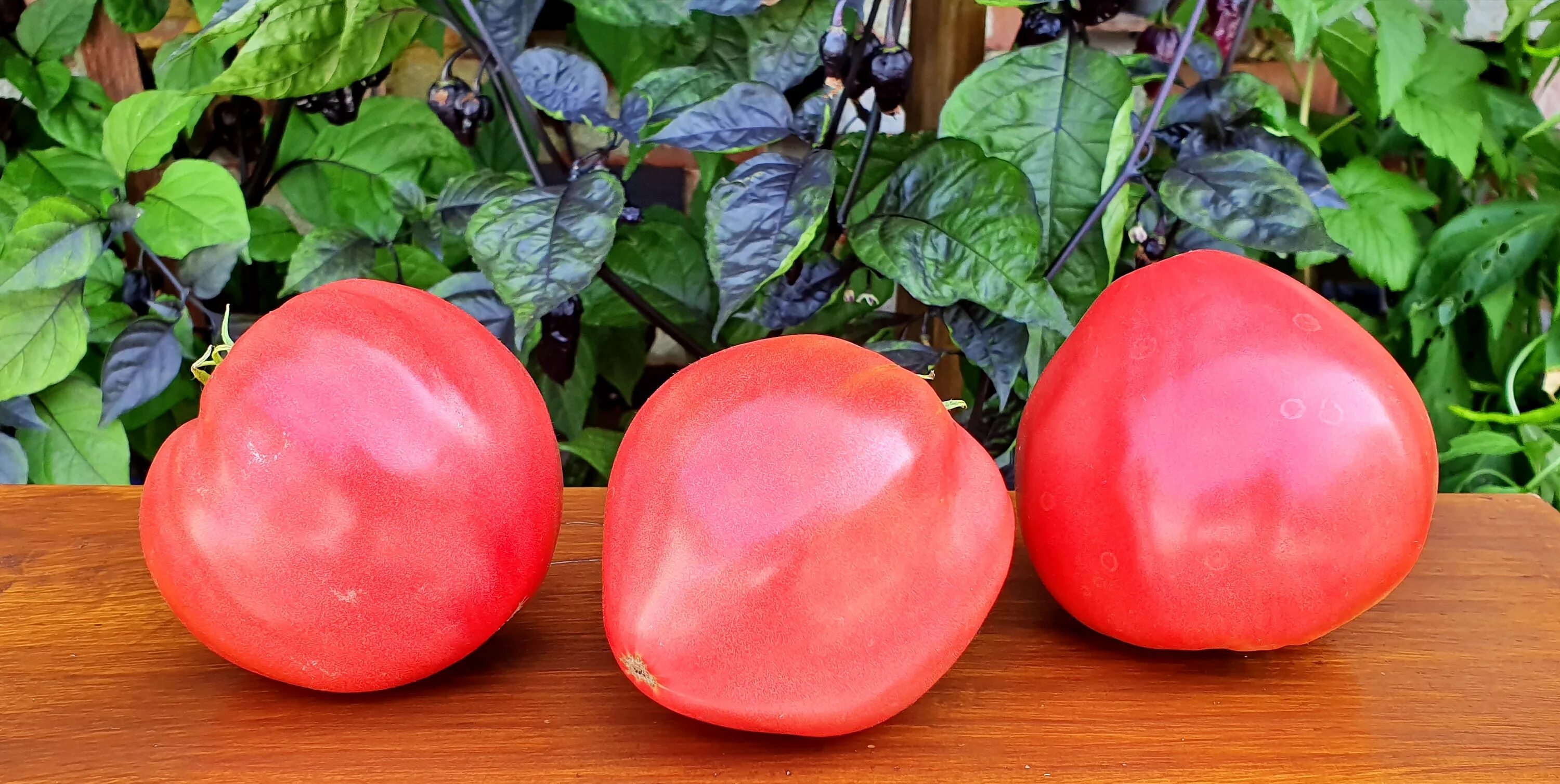 Помидоры сорт косово. Сорт томата косово. Томат косово характеристика. Сорт томата косово. Томат косово сердцевидный.