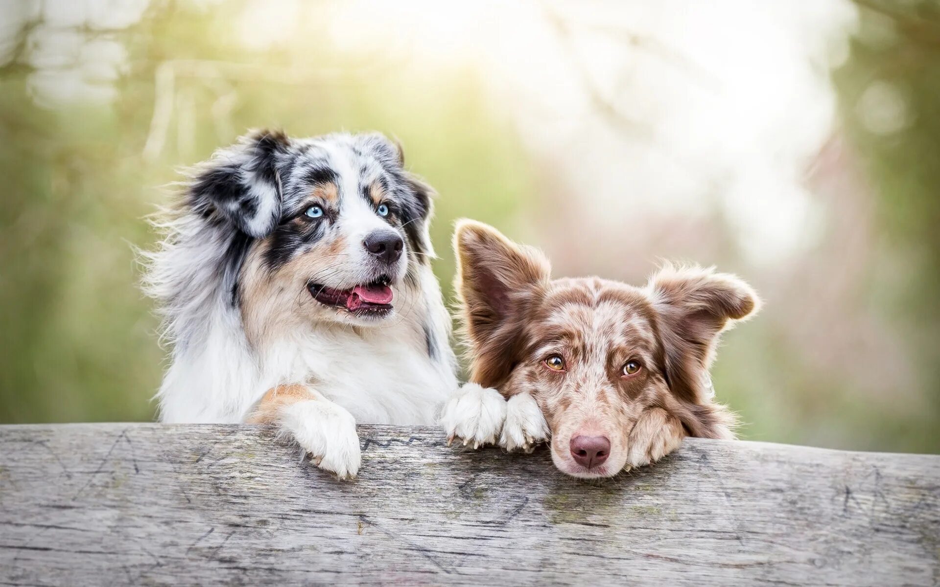 We two dogs. Собаки. Веселая собака. Две собачки. Радостная собака.