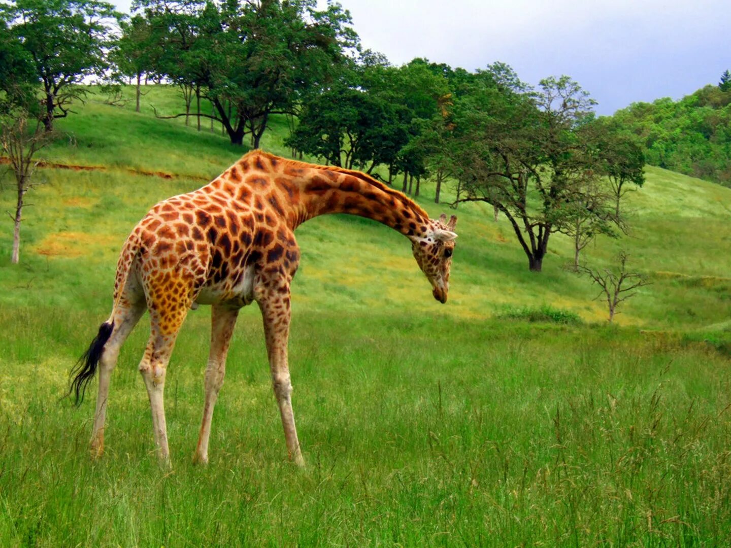 Жираф и зебра. Лев и тигр. Леопард тяжелее верблюда жираф тяжелее леопарда жираф легче тигра. Леопард тяжелее верблюда жираф тяжелее леопарда жираф легче тигра. Верблюдопард.