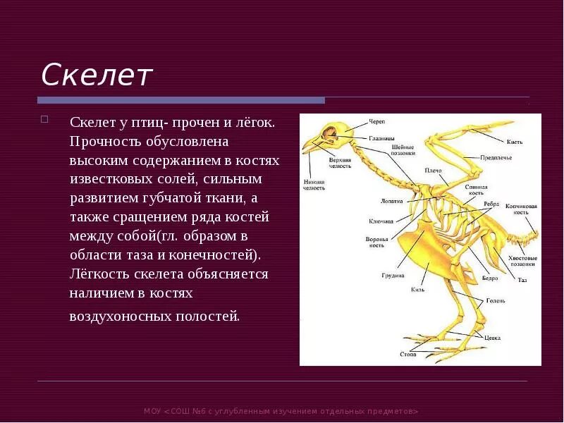 Основные отделы скелета птицы. Прочность скелета птиц обеспечивается. Скелет птицы легкий. Общая характеристика скелета птицы. Скелет птицы характеризуется.