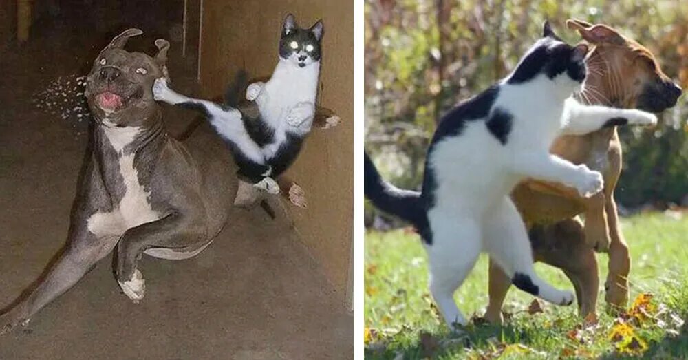 Доминирующий кот. Доминируй кот с собаками. собака доминирует. коты доминируют.