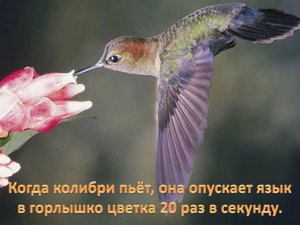 Исправьте ошибку пугливый колибри. Колибри. сведения о колибри. интересные факты о колибри. колибри и цветок.