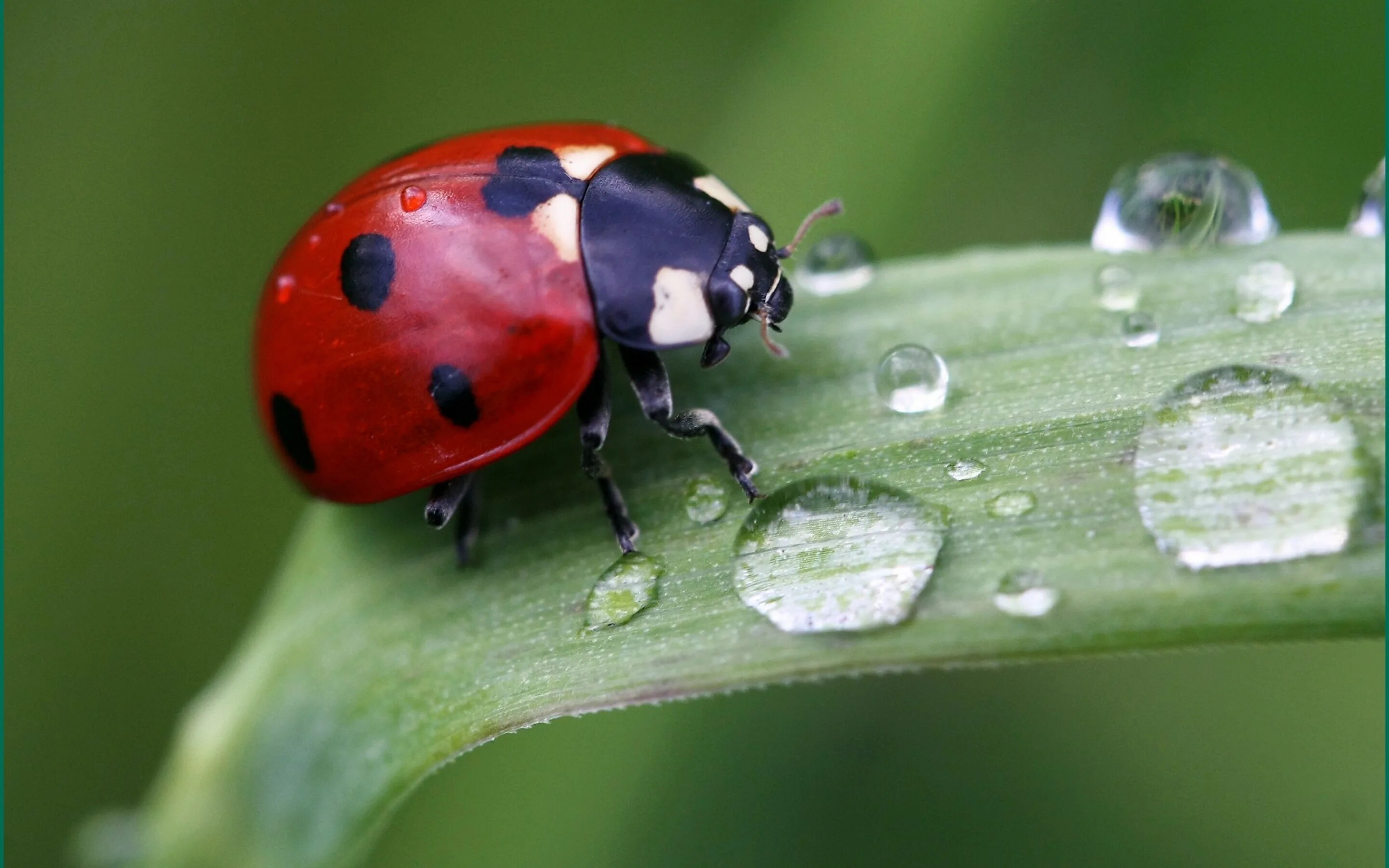 Божья коровка обои. Божья коровка насекомое. Жук Божья коровка. Ladybug Божья коровка. Божья коровка на травинке с росой.