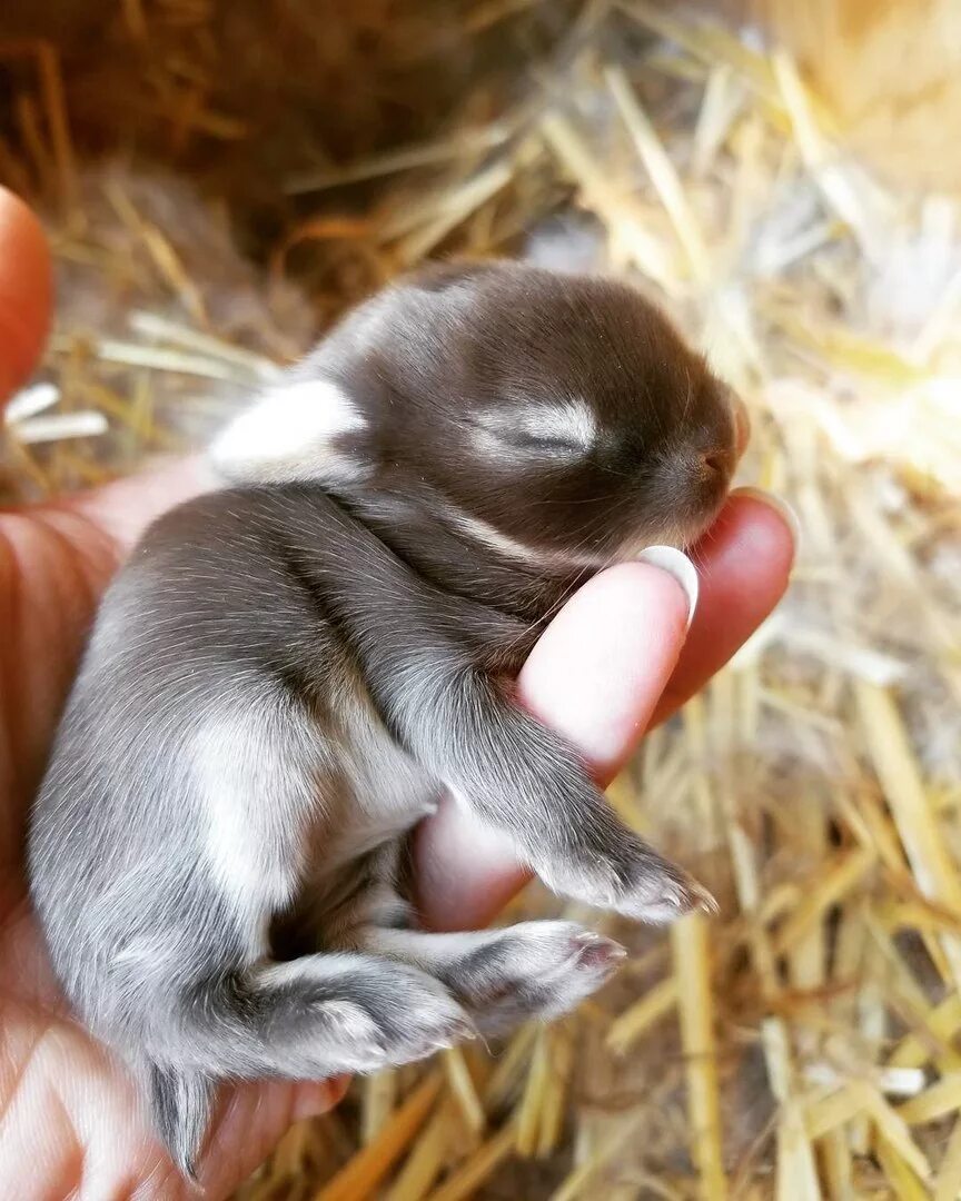 Детеныш рождается зрячим. Маленькие кролики. Маленькие крольчата. Новорожденный крольчонок. Маленькие Зайчата.