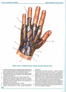 Вена кисти