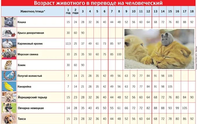 крысиные года по человеческим меркам. определить возраст крысы. возраст лисы по человеческим меркам. года собаки по человеческим. возраст урыс по человеческим.