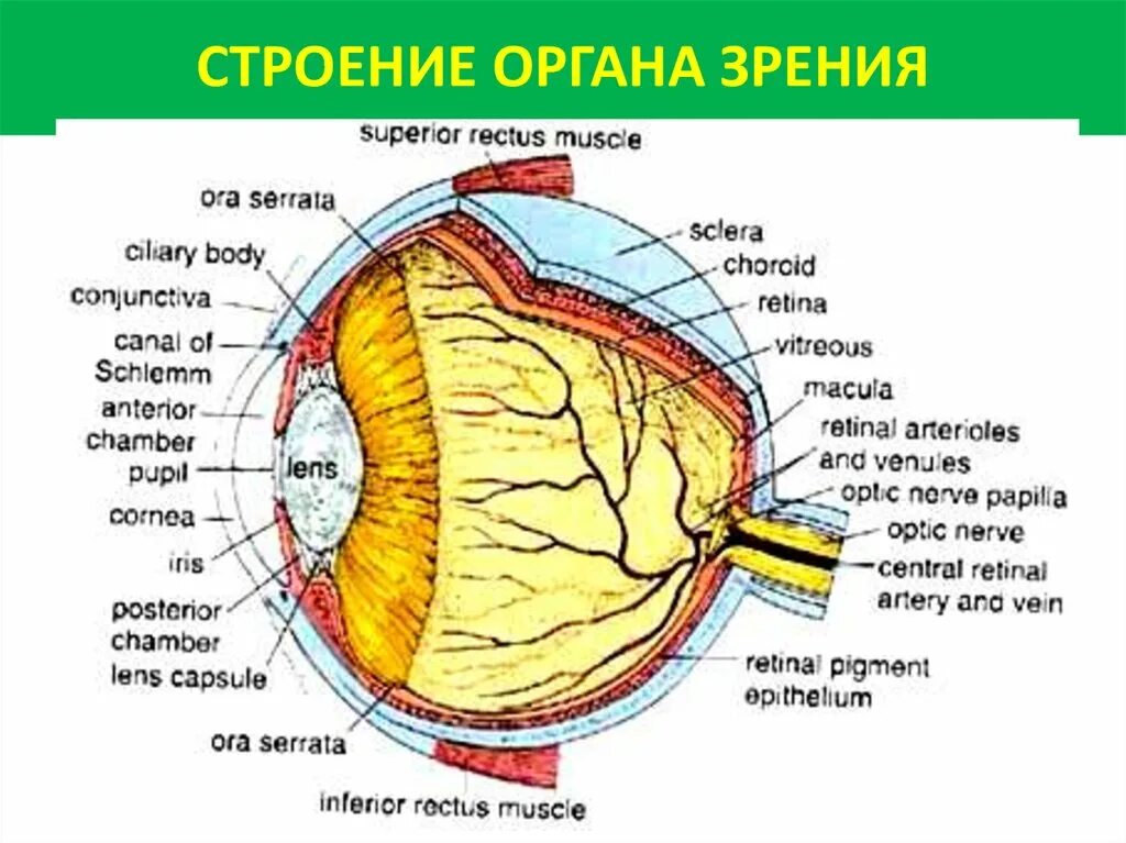 1 орган зрения строение. Орган зрения. Строение органа зрения. Орган зрения анатомия строение. Строение органа зрения (строение глазного яблока)..