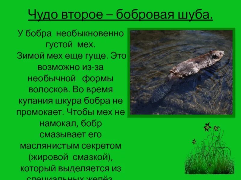 Важная информация для сообщения о бобрах. Сообщение о бобре 4 класс окружающий мир. семь чудес бобра. сообщение о бобрах 4 класс. презентация бобры 2 класс.