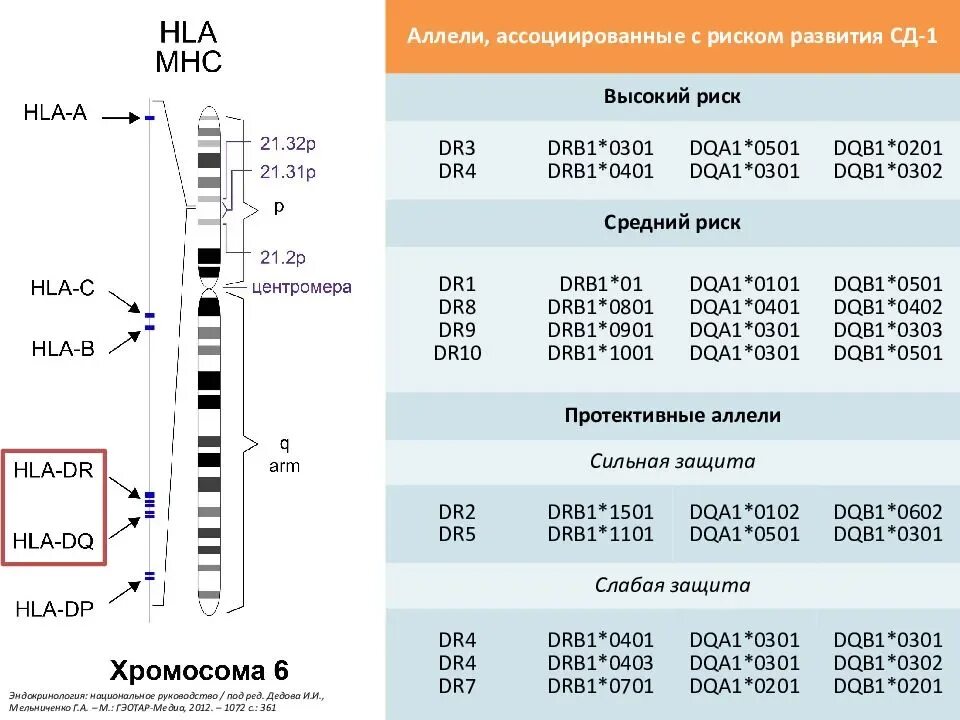 HLA Локус drb1. HLA гены drb1. Гены HLA 2 класса Локус drb1. Аллели системы HLA.